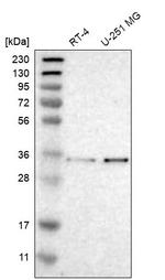MFAP3 Antibody in Western Blot (WB)