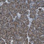 FAM3B Antibody in Immunohistochemistry (IHC)