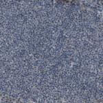 FAM3B Antibody in Immunohistochemistry (IHC)