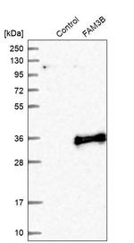 FAM3B Antibody in Western Blot (WB)
