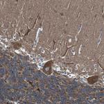 CISD2 Antibody in Immunohistochemistry (Paraffin) (IHC (P))