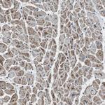 CISD2 Antibody in Immunohistochemistry (Paraffin) (IHC (P))