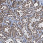CISD2 Antibody in Immunohistochemistry (Paraffin) (IHC (P))