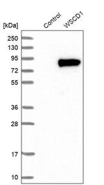 WSCD1 Antibody in Western Blot (WB)