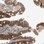 Neurensin 2 Antibody in Immunohistochemistry (Paraffin) (IHC (P))