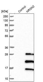Neurensin 2 Antibody in Western Blot (WB)