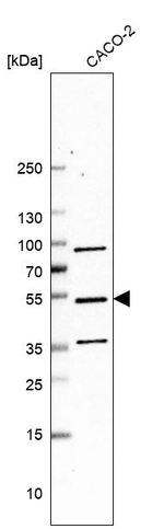ERGIC3 Antibody in Western Blot (WB)