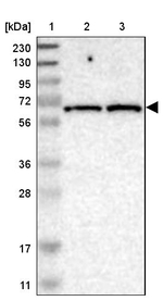 IFFO2 Antibody in Western Blot (WB)