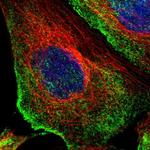 C1orf27 Polyclonal Antibody