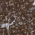 C1orf27 Antibody in Immunohistochemistry (Paraffin) (IHC (P))