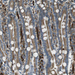C1orf27 Antibody in Immunohistochemistry (Paraffin) (IHC (P))