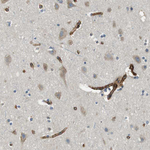 C1orf27 Antibody in Immunohistochemistry (Paraffin) (IHC (P))