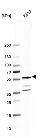 C1orf27 Antibody in Western Blot (WB)