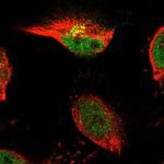 TSPAN3 Antibody in Immunocytochemistry (ICC/IF)