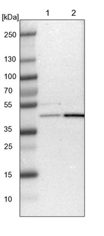 WDR53 Antibody in Western Blot (WB)