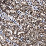 MICS1 Antibody in Immunohistochemistry (Paraffin) (IHC (P))