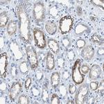 TAUT Antibody in Immunohistochemistry (Paraffin) (IHC (P))