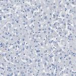 TAUT Antibody in Immunohistochemistry (Paraffin) (IHC (P))