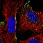 TMTC4 Antibody in Immunocytochemistry (ICC/IF)