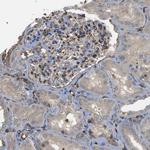 TMTC4 Antibody in Immunohistochemistry (IHC)