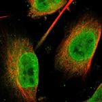 FAM134C Polyclonal Antibody