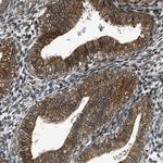 FAM134C Antibody in Immunohistochemistry (Paraffin) (IHC (P))