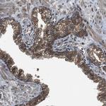 FAM134C Antibody in Immunohistochemistry (Paraffin) (IHC (P))