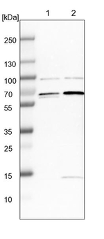 FAM134C Antibody in Western Blot (WB)
