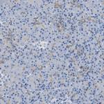 Bisphosphoglycerate mutase Antibody in Immunohistochemistry (IHC)