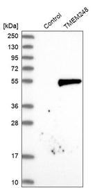 TMEM248 Antibody in Western Blot (WB)