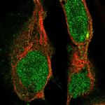 LZK Polyclonal Antibody