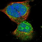 SMIM20 Polyclonal Antibody