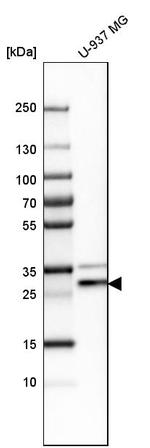 CNPY3 Antibody in Western Blot (WB)