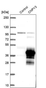 CNPY3 Antibody in Western Blot (WB)