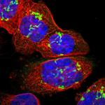 SLC35E1 Antibody in Immunocytochemistry (ICC/IF)