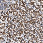 TMEM222 Polyclonal Antibody