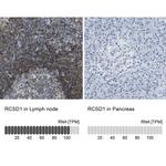 RCSD1 Antibody