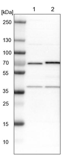 ASC1 Antibody in Western Blot (WB)