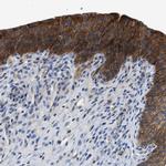 ZDHHC24 Antibody in Immunohistochemistry (IHC)