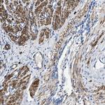 TEX261 Antibody in Immunohistochemistry (Paraffin) (IHC (P))