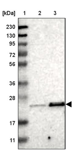 TEX261 Antibody in Western Blot (WB)