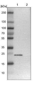 TEX261 Antibody in Western Blot (WB)