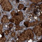 Contactin 6 Polyclonal Antibody