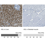 ASL Polyclonal Antibody