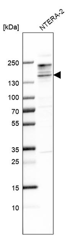SALL3 Antibody in Western Blot (WB)
