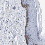 SLC10A6 Antibody in Immunohistochemistry (Paraffin) (IHC (P))