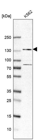 ZFR Antibody in Western Blot (WB)