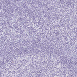 GP2 Polyclonal Antibody