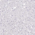 GP2 Antibody in Immunohistochemistry (Paraffin) (IHC (P))