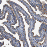 CTXN1 Antibody in Immunohistochemistry (Paraffin) (IHC (P))